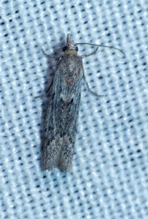 Ephestia kuehniella Zeller, 1879