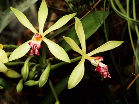 Vanilla Orchid: What you need to know | Farmvina