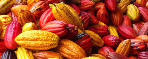 Chocolat Fièrement Dorigine Mexicaine Mexique Découverte