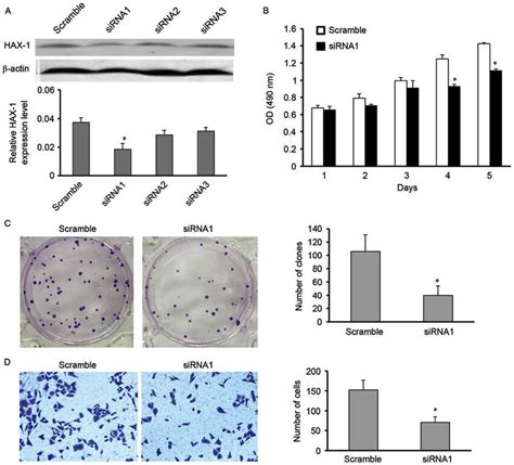 Sirnamediated Knockdown Of Hax Expression Inhibits Cell Viability