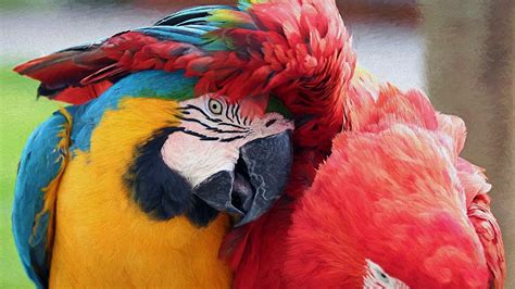 Macaw Parrot Birds Hd 4k 5k HD Wallpaper Rare Gallery