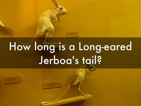 Long-eared Jerboa Fun Facts by Hayley Abel