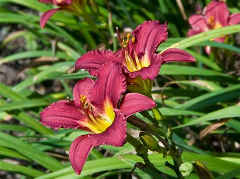 Pardon Me Daylily