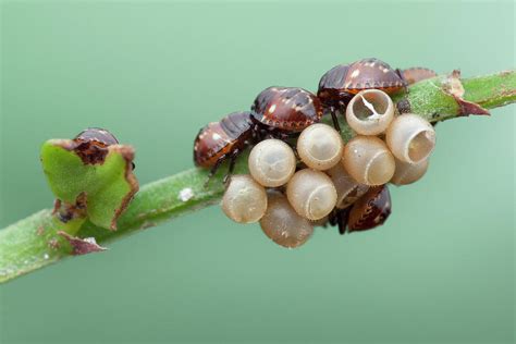 Baby Shield Bugs Photograph By Melvyn Yeoscience Photo Library Pixels