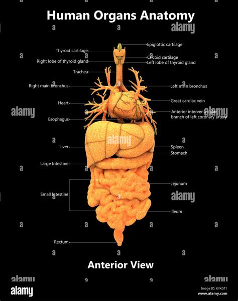 Human Body Organs Label Design Anterior view Anatomy Stock Photo - Alamy