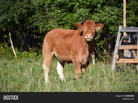 Limousin Cattle Breed Image & Photo (Free Trial) | Bigstock