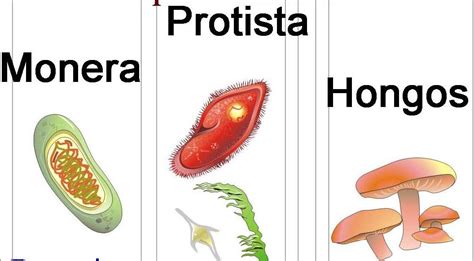 S10 C11 Ciencias Naturales Reino Hongo Protisto 15 De Abril