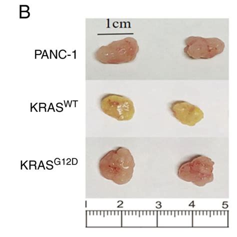 Tumor Growth In Nude Mice A Each Group Comprised 10 Nude Mice And