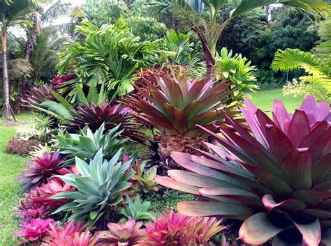 Photo 5 Tropical Landscaping Bromeliads Landscaping Tropical