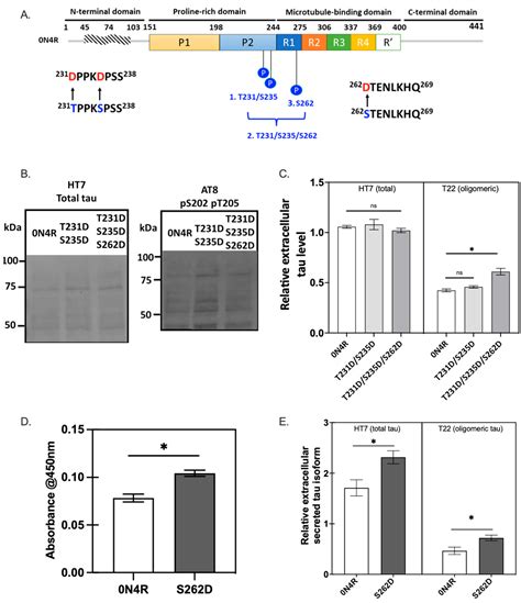 Ijms Free Full Text The Interplay Between Gsk3β And Tau Ser262