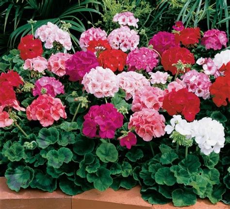 Pelargonium × hortorum - Alchetron, The Free Social Encyclopedia