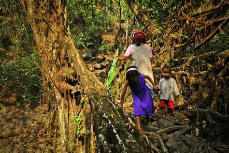 Living Root Bridges of Meghalaya on Behance