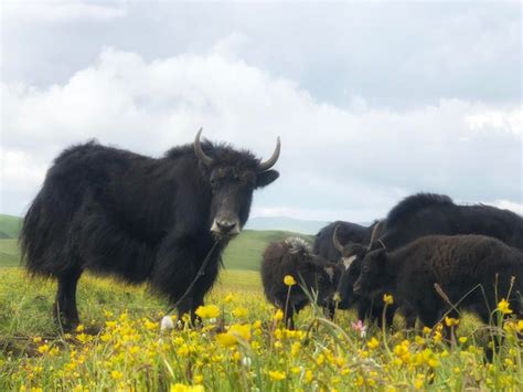 Premium Photo Yaks In A Field On Summer In Tibet