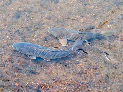 コイ Carps 武庫之荘駅付近の川で泳ぐコイ Haruhiko Okumura Flickr