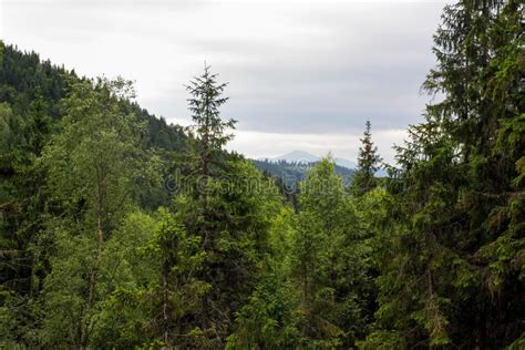 Paisaje Monta Oso Pintoresco Bosque De Abetos De Las Monta As De Los