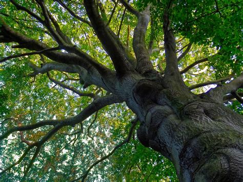 Free Images Branch Leaf Flower Trunk Log Green Shadow Botany