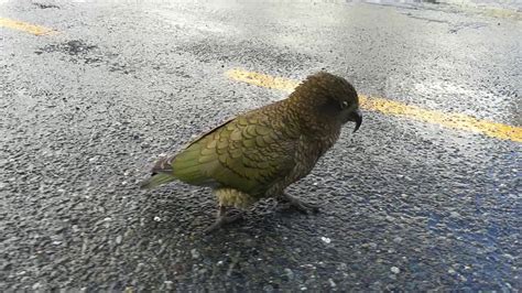 Baby Kea And Cheeky Bird Youtube