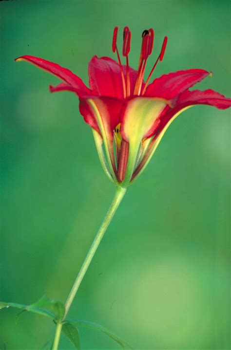 Free Picture Wood Lily Flower Lilium Philadelphicum Bright Red