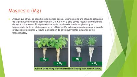 Los Nutrimentos Como Componentes De La Celula PPT