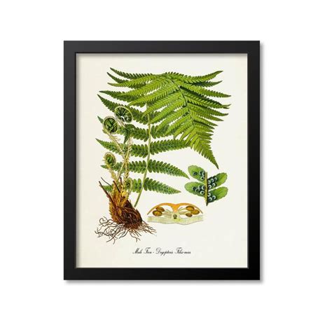 Male Fern Botanical Print Botanical Art Prints Fern Wall Art