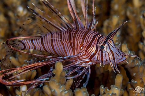 Common Lionfish Facts And Photographs Seaunseen