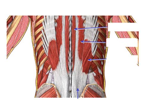 Erector Spinae Diagram Quizlet