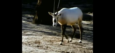 Arabian Oryx San Diego Zoo June 6 1970 San Diego Zoo Free