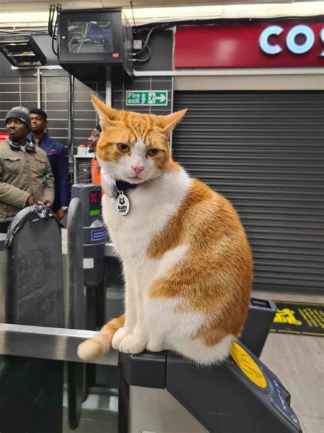 La Gatta Nala Presa A Calci Da Un Gruppo Di Ragazzi Nella Stazione Dove