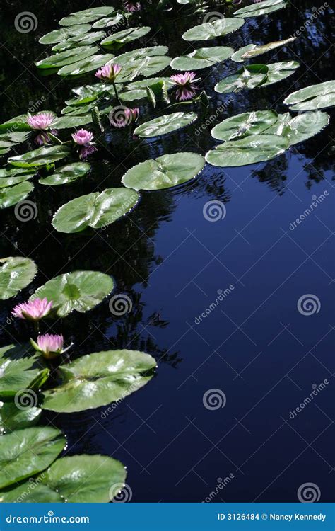 Water Lilies Stock Photo Image Of Lake Lily Tranquil 3126484