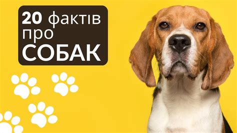 20 МАЛОВІДОМИХ ФАКТІВ ПРО СОБАК - YouTube