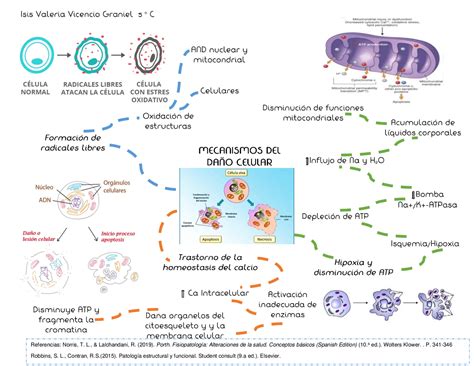 Mecanismos De LesiÓn Celular Esquemas Y Mapas Conceptuales De Anatomía Patológica Docsity