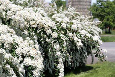 Growing Guide Tips For Growing Spirea Garden Lovers Club