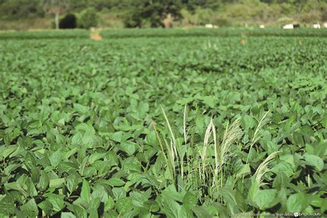 Controle De Daninhas Revista Cultivar