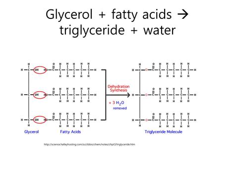 Are Enzymes Made Of Glycerol And Fatty Acids At Trudy Rush Blog