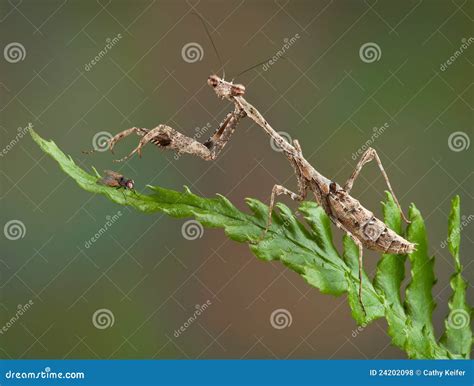 Mantis and Fly stock photo. Image of predator, nature - 24202098