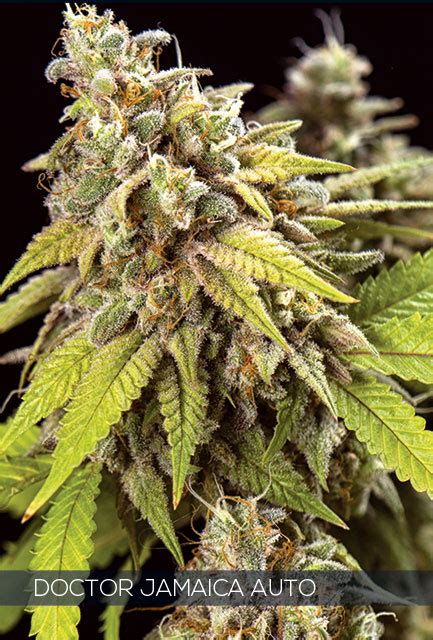 Doctor Jamaica Auto - Vision Seeds