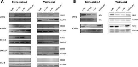 Tsa And Vorinostat Induce Sox Expression And Ezh Down Regulation In