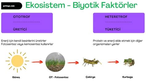 Ekosistem Nedir Biyotik Ve Abiyotik Fakt Rler Petinya