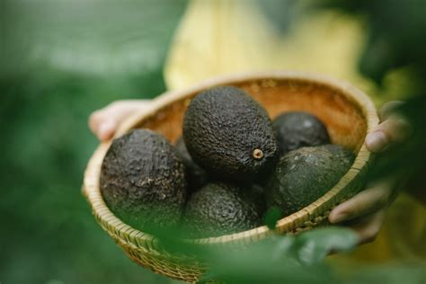 Cuánto Tiempo Tarda En Dar Frutos El Aguacate Blog Cambiagro