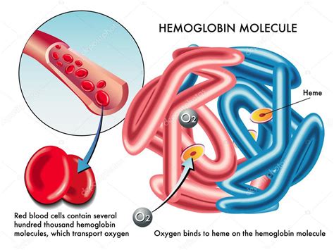 Structure Of Human Hemoglobin Molecule Stock Vector Rob3000 65091197 19788 Hot Sex Picture