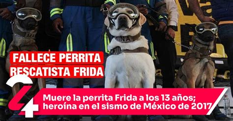 Muere la perrita Frida a los 13 años heroína en el sismo de México de