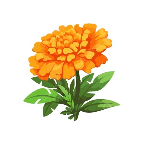 Marigold Flower Clipart Cartoon Illustration Marigold Flower Vector