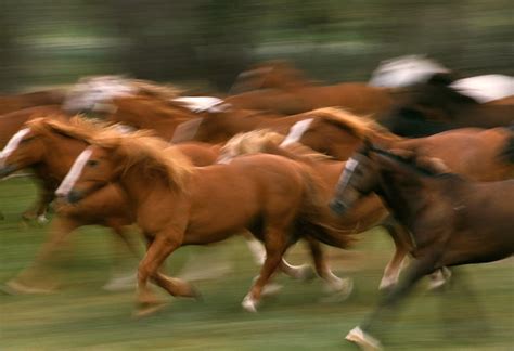 Two Legged Horse Running 