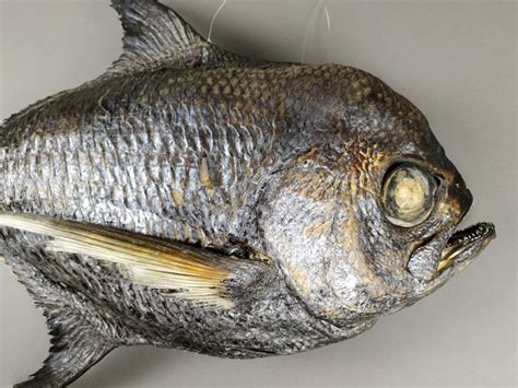 Sickle Pomfret Dry Preserved Taractichthys Steindachneri 67×40×12