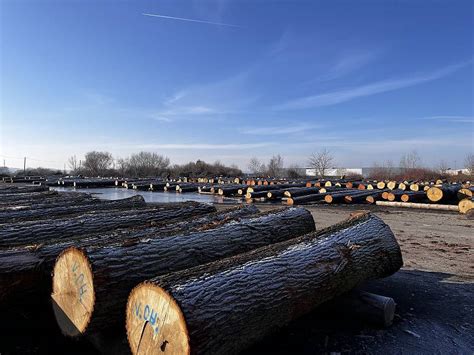 Fotogalerie Aukce cenného dříví v Holešově 30 ledna 2024