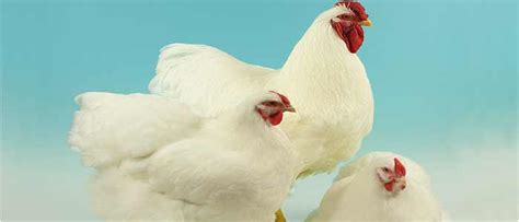 Poultry Breeding & Genetics Archives | poultrykeeper.com