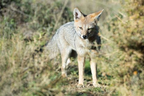 Gray Fox Stock Photos Images And Backgrounds For Free Download