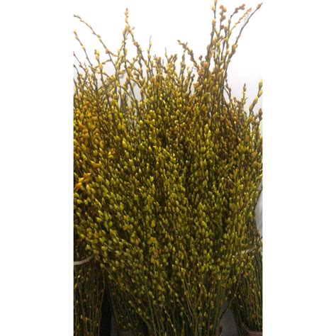 Jual Taman Boenga Pussy Willow Pussywillow Imlek Chinese New Year