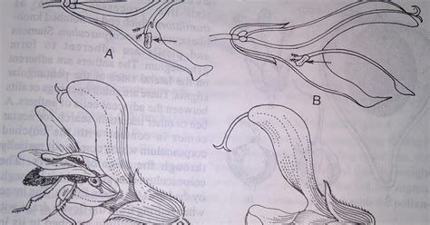 Pollination Mechanisms In A Salvia B Calotropis C Ficus D
