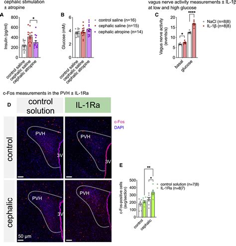 The Cephalic Phase Of Insulin Release Is Modulated By Il 1β Cell Metabolism